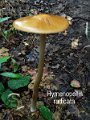 Hymenopellis radicata-amf484-1